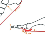 Functionele anatomie en kinematica van de voet